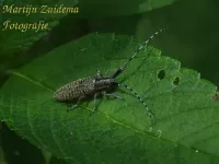 Distelboktor [Agapanthia villosoviridescens]